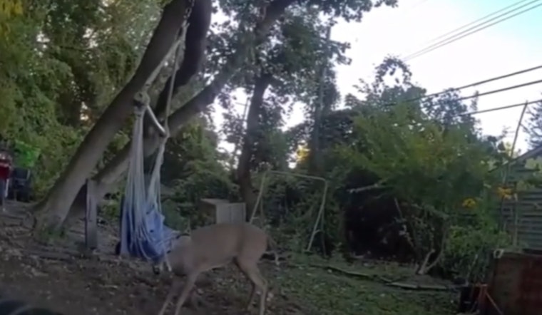 Macomb County Deputies Turn Rescuers, Free Young Deer Trapped in Hammock in Harrison Township