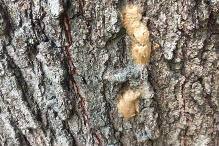 Macomb County Residents Urged to Report Spongy Moth Egg Masses to Protect Michigan Foliage