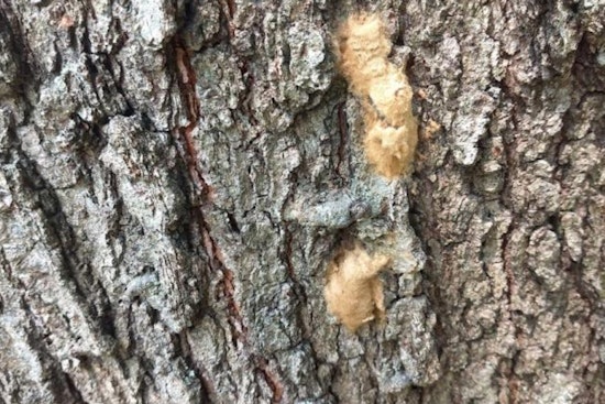 Macomb County Residents Urged to Report Spongy Moth Egg Masses to Protect Michigan Foliage