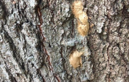 Macomb County Residents Urged to Report Spongy Moth Egg Masses to Protect Michigan Foliage