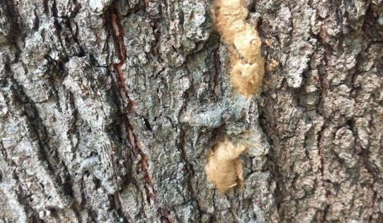 Macomb County Residents Urged to Report Spongy Moth Egg Masses to Protect Michigan Foliage