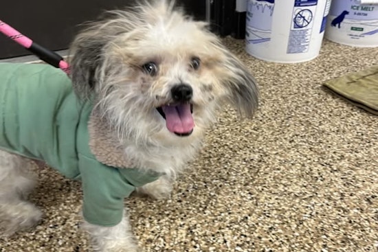 Mankato Community Rallies to Reunite Lost Senior Shih Tzu with Owner