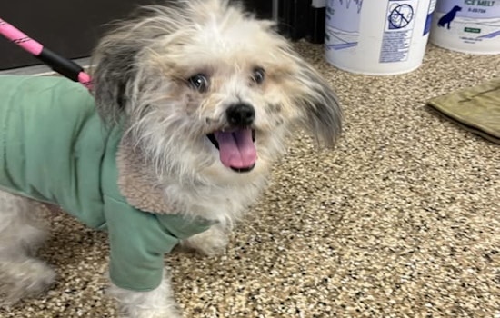 Mankato Community Rallies to Reunite Lost Senior Shih Tzu with Owner