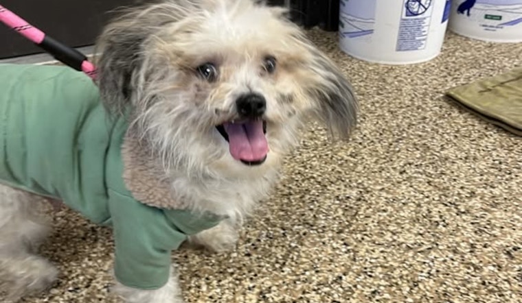 Mankato Community Rallies to Reunite Lost Senior Shih Tzu with Owner