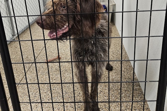 Mankato Community Works to Find Home for Lost Dog as City Searches for Owner of Wirehaired Pointing Griffon
