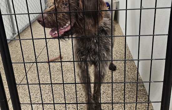 Mankato Community Works to Find Home for Lost Dog as City Searches for Owner of Wirehaired Pointing Griffon