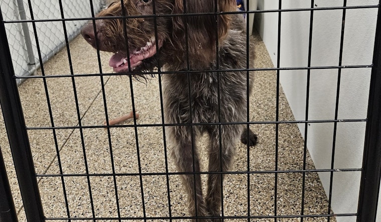 Mankato Community Works to Find Home for Lost Dog as City Searches for Owner of Wirehaired Pointing Griffon