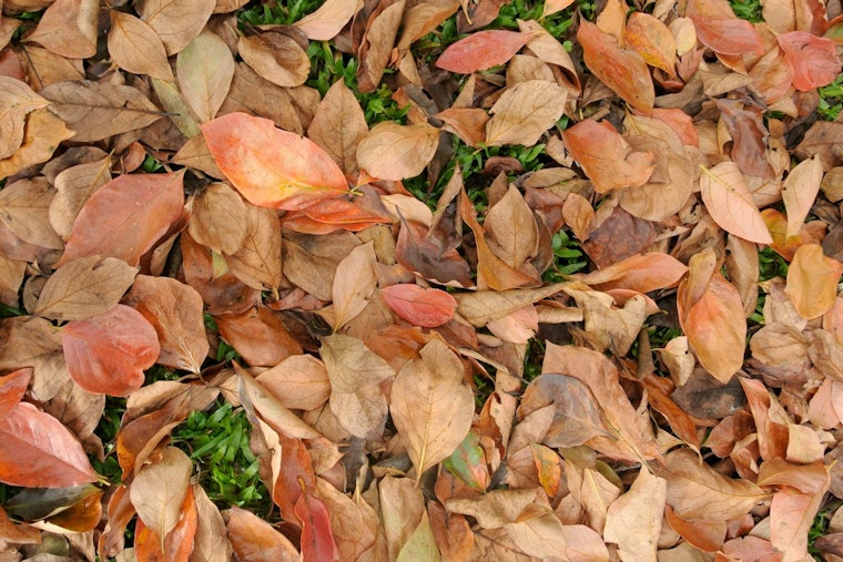 Mankato Offers Free Yard Waste Disposal for Residents with Proof of Residency