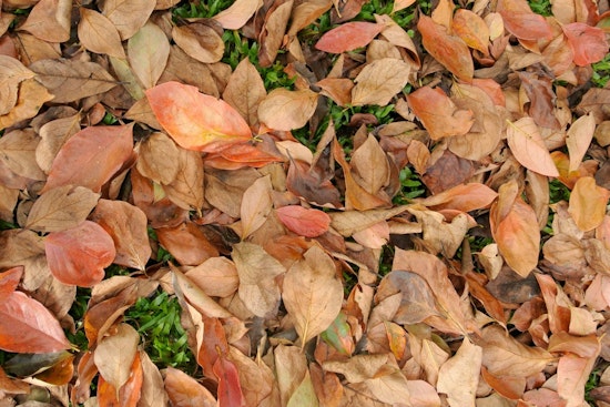 Mankato Offers Free Yard Waste Disposal for Residents with Proof of Residency