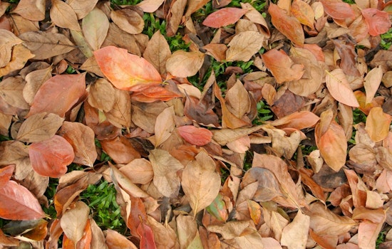 Mankato Offers Free Yard Waste Disposal for Residents with Proof of Residency
