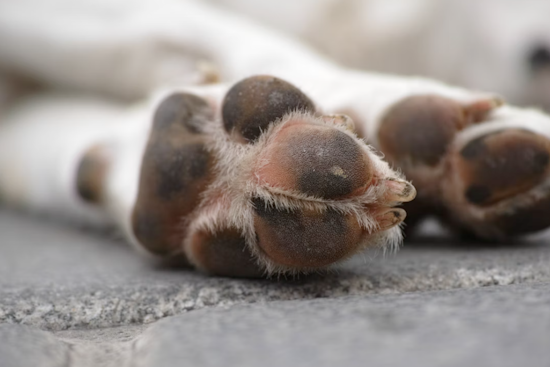 Maryland SPCA Halts Dog Intakes Amid Canine Influenza Outbreak, Waives Adoption Fees to Encourage Fostering