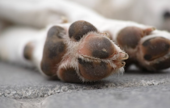 Maryland SPCA Halts Dog Intakes Amid Canine Influenza Outbreak, Waives Adoption Fees to Encourage Fostering