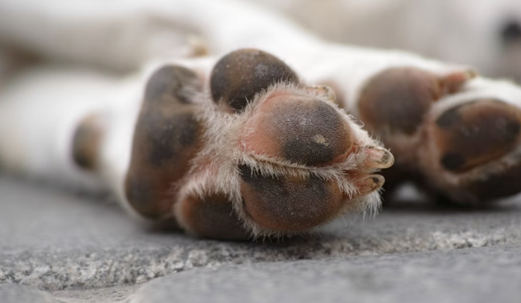 Maryland SPCA Halts Dog Intakes Amid Canine Influenza Outbreak, Waives Adoption Fees to Encourage Fostering