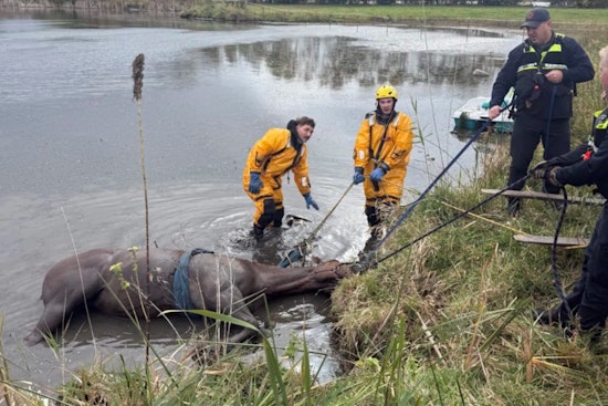 McHenry Firefighters Heroically Rescue Horse from Mud at Hickory Creek Farm