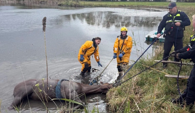 McHenry Firefighters Heroically Rescue Horse from Mud at Hickory Creek Farm