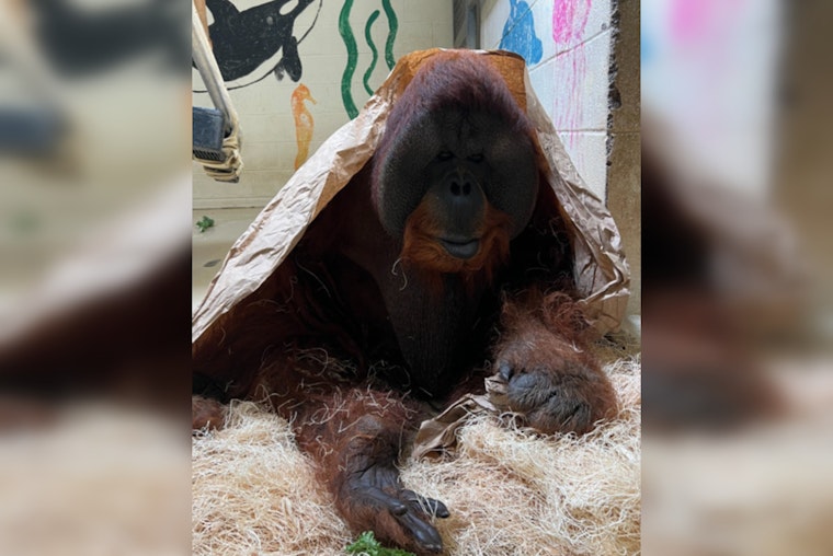 Memphis Zoo Honors Memory of Beloved Sumatran Orangutan Tombak