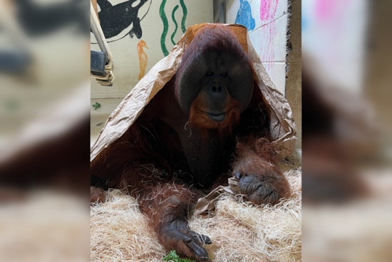 Memphis Zoo Honors Memory of Beloved Sumatran Orangutan Tombak