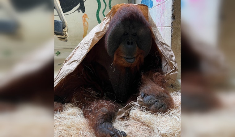 Memphis Zoo Honors Memory of Beloved Sumatran Orangutan Tombak