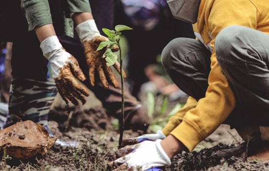 Mesa Community Plants 100 Trees at Reed Park in Effort to Beat the Heat and Boost Ecosystem