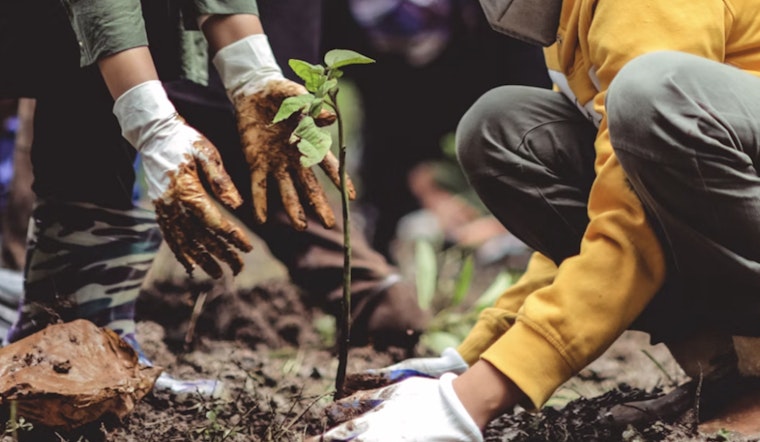 Mesa Community Plants 100 Trees at Reed Park in Effort to Beat the Heat and Boost Ecosystem