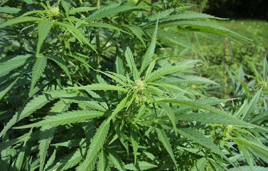 Michigan Cannabis Industry Faces Turmoil Over New 24% Wholesale Tax, Concerns of Black Market Rise