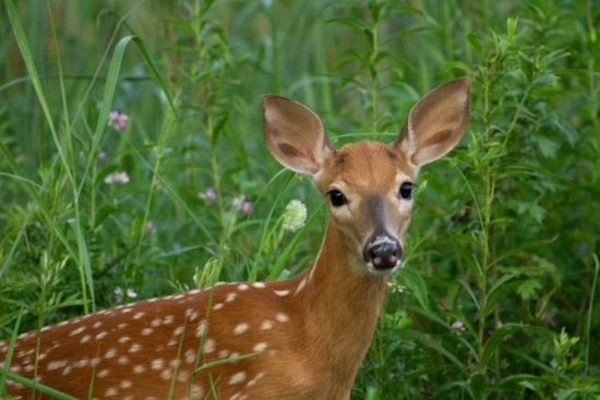 Michigan DNR Issues Special Permit for Visually Impaired Fawn to Reside in Educational Facility