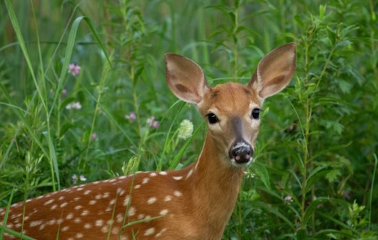 Michigan DNR Issues Special Permit for Visually Impaired Fawn to Reside in Educational Facility