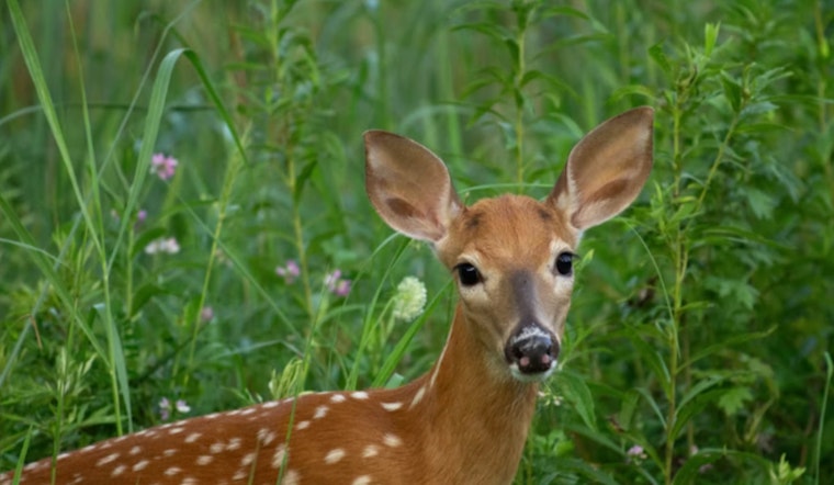 Michigan DNR Issues Special Permit for Visually Impaired Fawn to Reside in Educational Facility