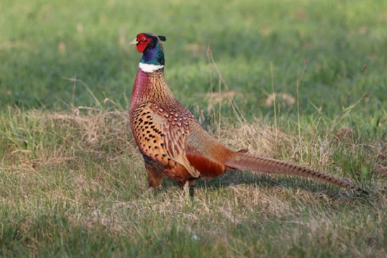 Michigan DNR Pauses Pheasant Releases at Rose Lake State Game Area Following Fatal Plane Crash