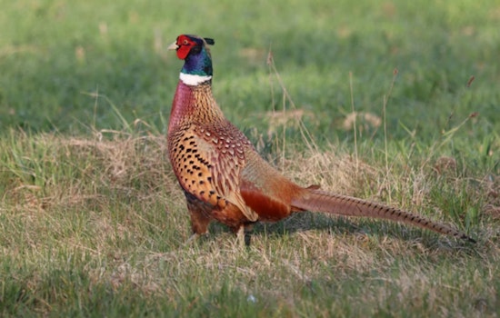 Michigan DNR Pauses Pheasant Releases at Rose Lake State Game Area Following Fatal Plane Crash