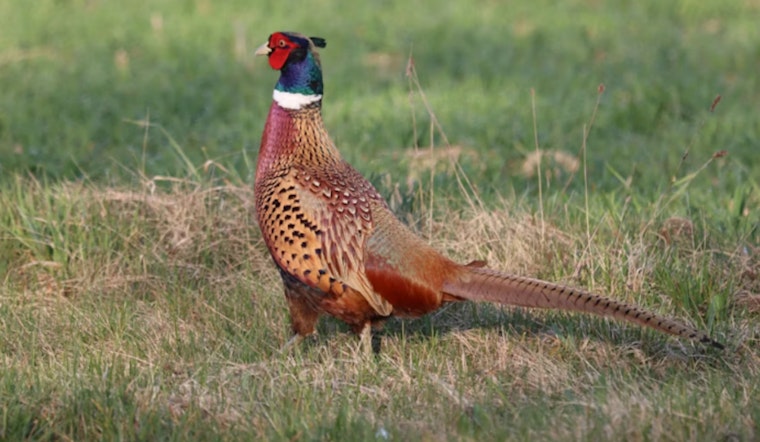 Michigan DNR Pauses Pheasant Releases at Rose Lake State Game Area Following Fatal Plane Crash