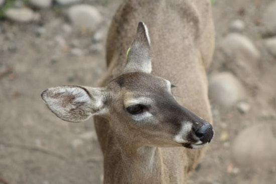 Michigan Hunters Donate Record 140,000 Pounds of Venison to Fight Hunger