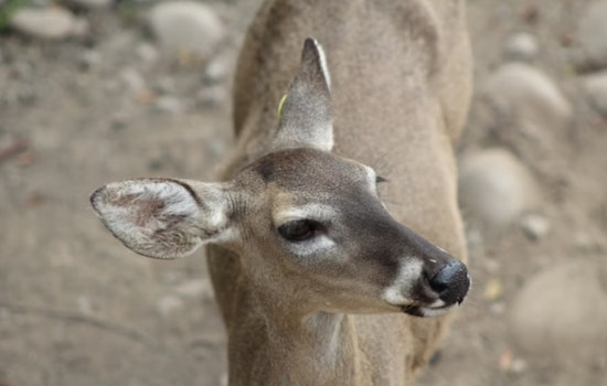 Michigan Hunters Donate Record 140,000 Pounds of Venison to Fight Hunger