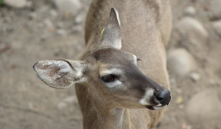 Michigan Hunters Donate Record 140,000 Pounds of Venison to Fight Hunger