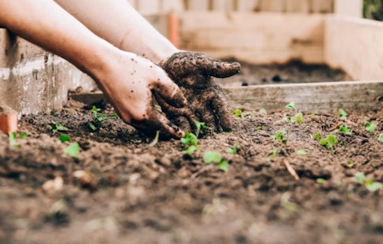 Michigan Invests in Greener Future with $100,000 in Tree Planting Grants Across the State