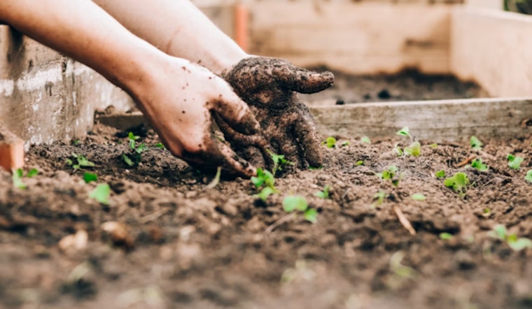 Michigan Invests in Greener Future with $100,000 in Tree Planting Grants Across the State