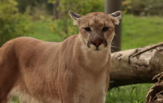 Michigan Reports 21 Confirmed Cougar Sightings in 2025, Including First Cubs in a Century