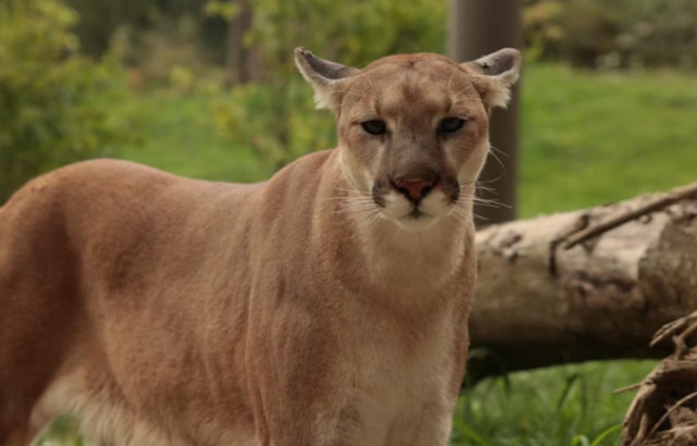 Michigan Reports 21 Confirmed Cougar Sightings in 2025, Including First Cubs in a Century