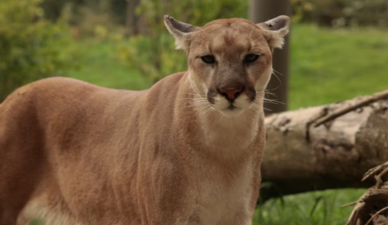 Michigan Reports 21 Confirmed Cougar Sightings in 2025, Including First Cubs in a Century