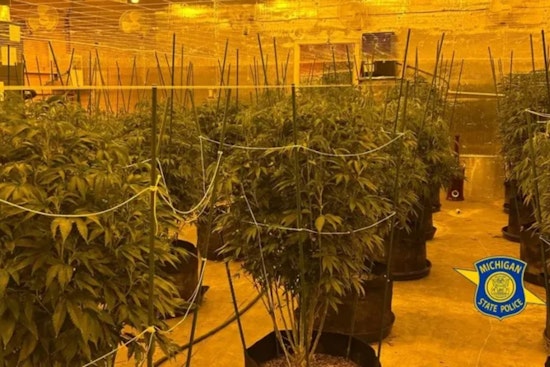 Michigan State Police Dismantle Multi-County Illegal Marijuana Operations, Two Suspects Charged