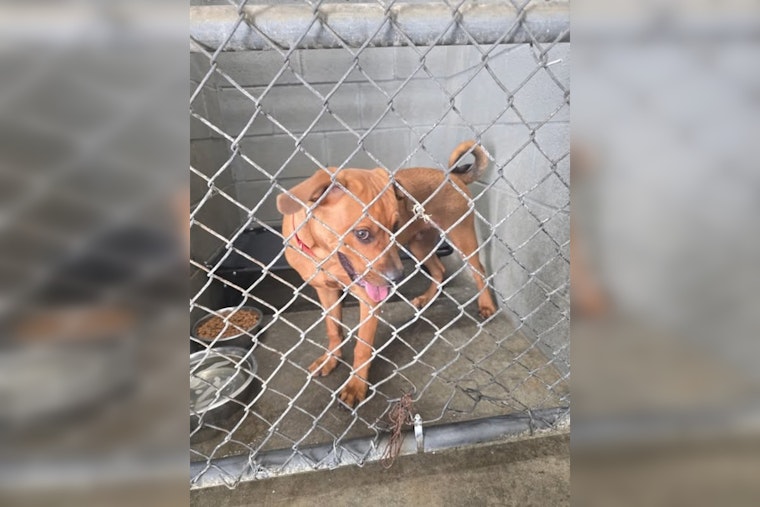 Millington Police Department Seeks Owner of Found Dog Near West Union Rd and Highway 51