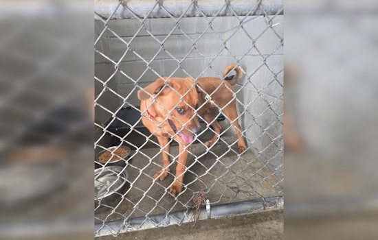 Millington Police Department Seeks Owner of Found Dog Near West Union Rd and Highway 51