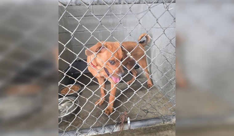 Millington Police Department Seeks Owner of Found Dog Near West Union Rd and Highway 51