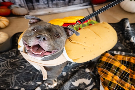 Minneapolis Pet Owners Encouraged to Celebrate National Animal Safety and Protection Month with Free Vaccines and Microchipping