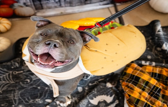 Minneapolis Pet Owners Encouraged to Celebrate National Animal Safety and Protection Month with Free Vaccines and Microchipping