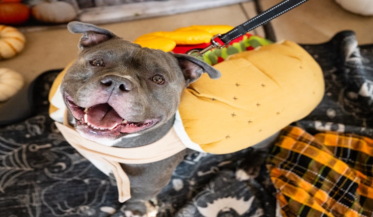 Minneapolis Pet Owners Encouraged to Celebrate National Animal Safety and Protection Month with Free Vaccines and Microchipping