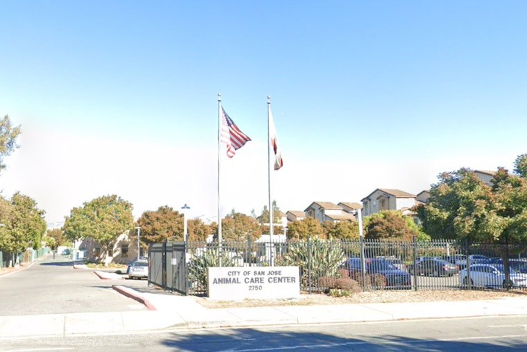 Monica Wylie Appointed as Deputy Director of San José's Largest Animal Shelter