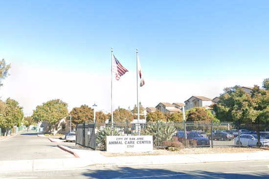 Monica Wylie Appointed as Deputy Director of San José's Largest Animal Shelter