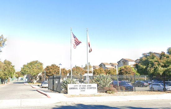 Monica Wylie Appointed as Deputy Director of San José's Largest Animal Shelter