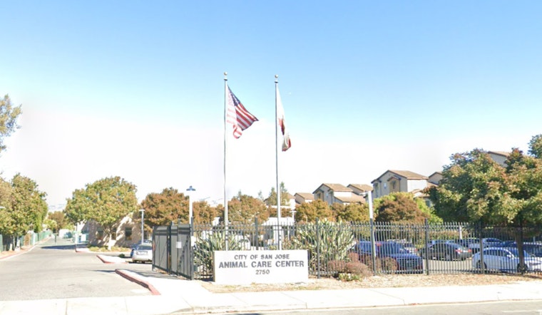 Monica Wylie Appointed as Deputy Director of San José's Largest Animal Shelter